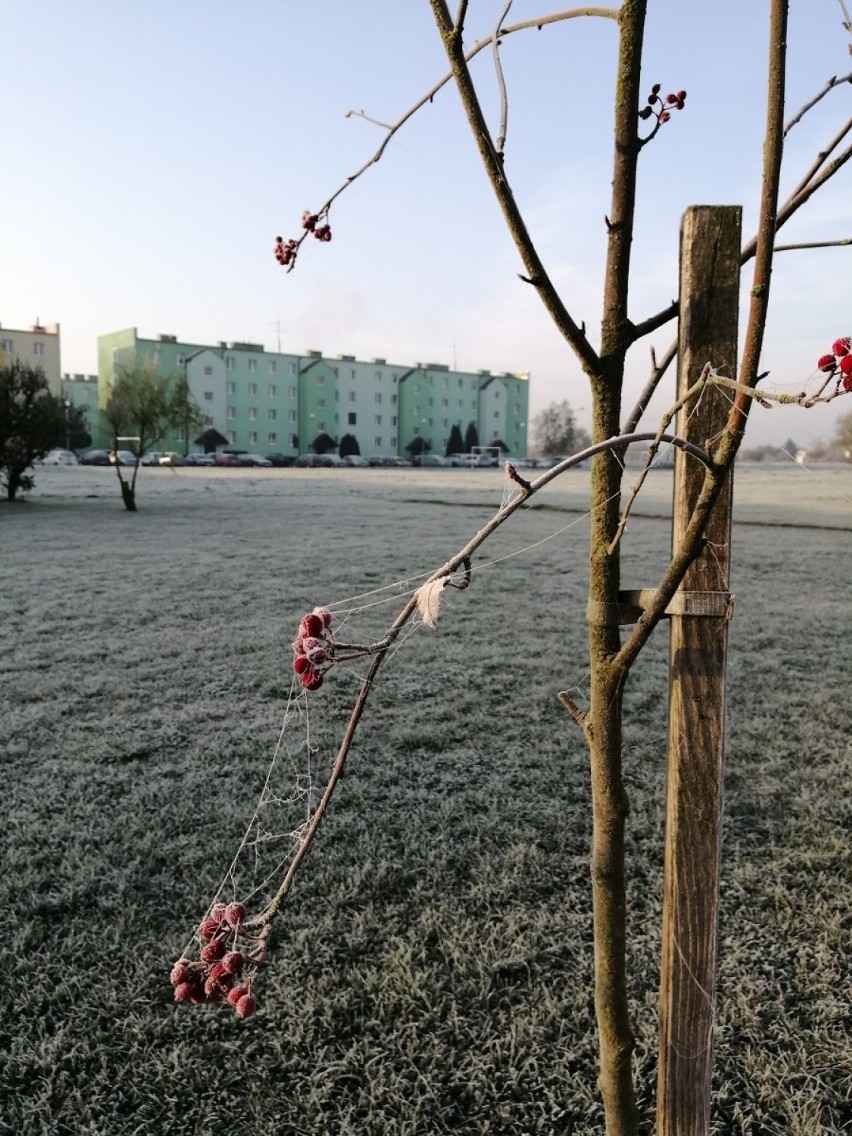 Mroźny, ale urokliwy poranek w Szamotułach [ZDJĘCIA]