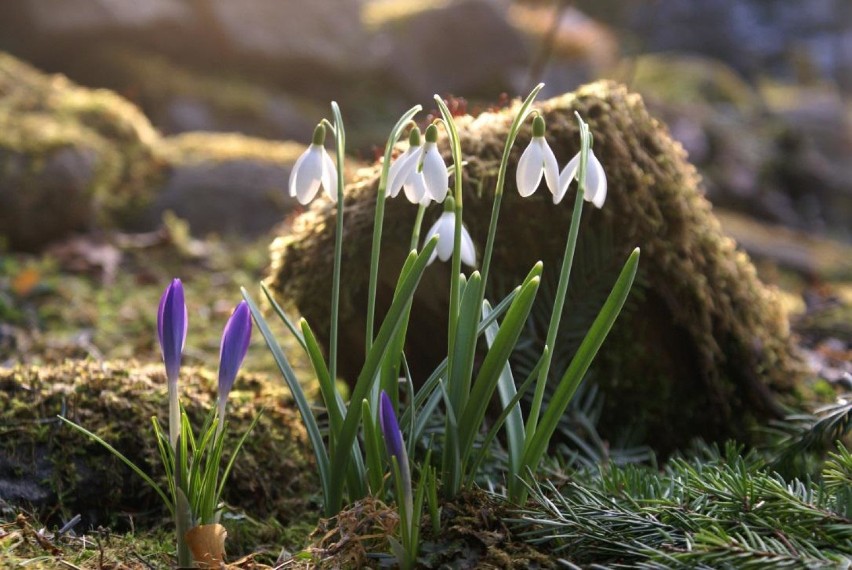 Gołubieński Ogród Botaniczny ma już 46 lat [ZDJĘCIA]