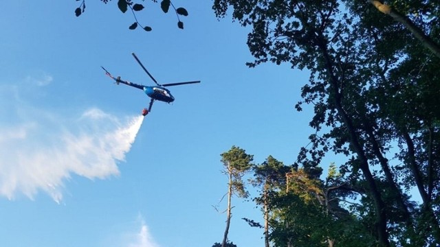 Pożar lasu w Blachowni. Ogień przy ośrodku sportowym