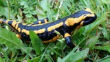 Salamandry plamiste budzą się do życia. Gdzie je obserwować?