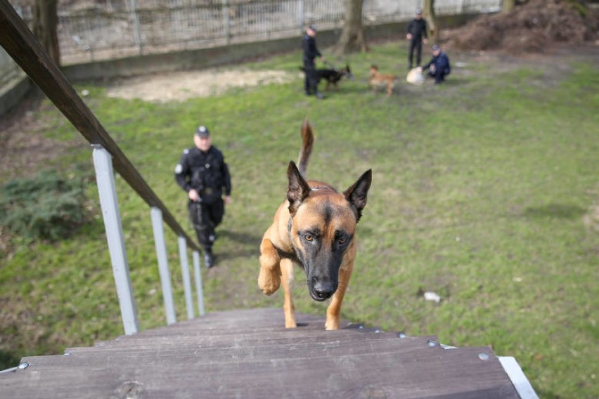 Wyjątkowe psy na służbie w tarnowskiej policji [ZDJĘCIA]