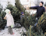 W Skierniewicach podrożały świąteczne drzewka