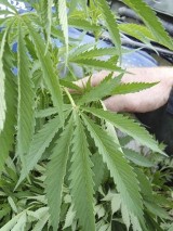 Września: 22-letni rolnik uprawiał marihuanę