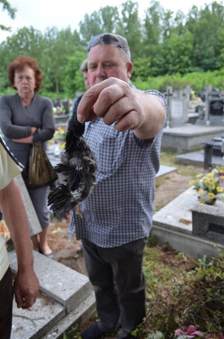 Awantura o dęba na cmentarzu w Gorzkowicach