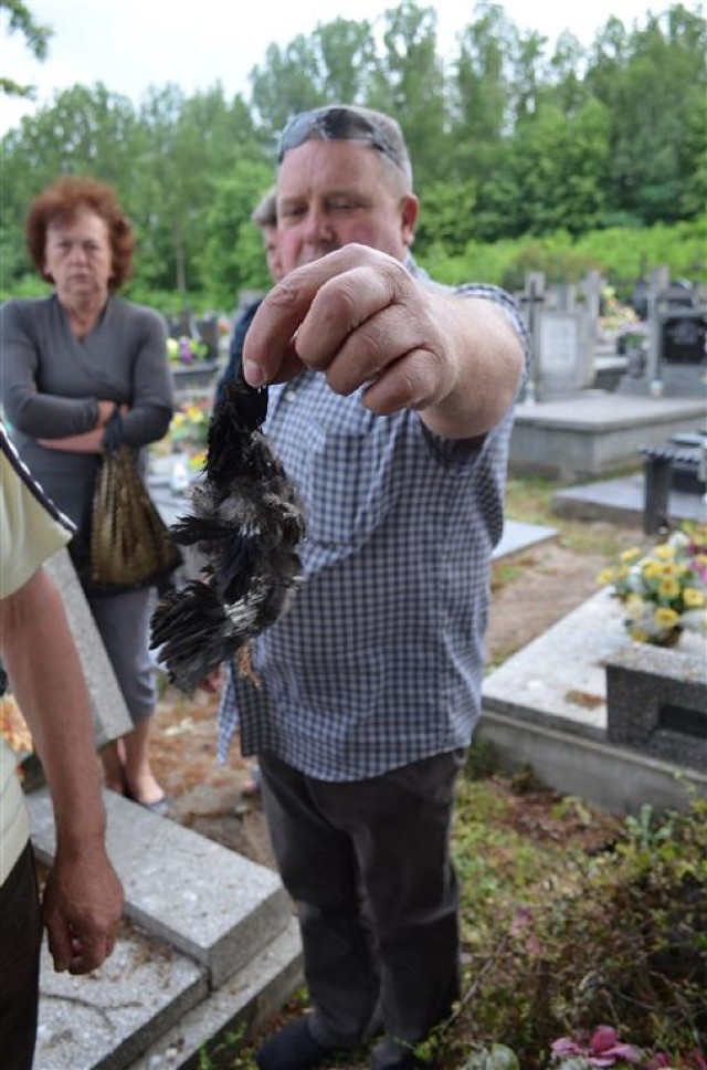 Awantura o dęba na cmentarzu w Gorzkowicach