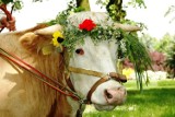 Muzeum Rolnictwa w Szreniawie: Festyn Zielonoświątkowy już w niedzielę, 20 maja [ZDJĘCIA, MAPA]