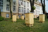 Rusza kolejna edycja akcji „Zostań bartnikiem, ratuj pszczoły” w powiecie olkuskim. Zgłoszenia będą przyjmowane do 11 marca. Zobacz zdjęcia 