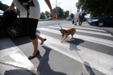 Poznań - Mija termin wnoszenia opłaty za psa