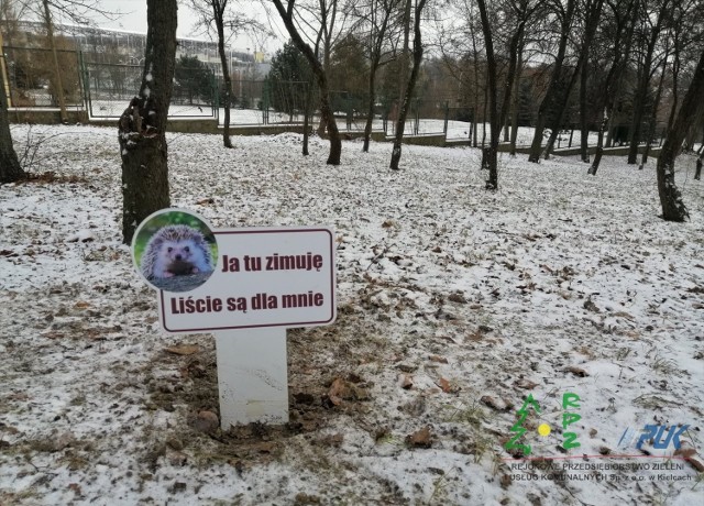 W  Parku Miejskim zostawiono kopczyki z liści, aby jeże miały gdzie zimować.