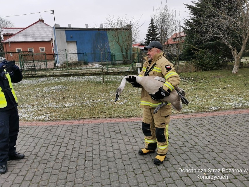 Łabędź nie dał rady latać. Strażacy z Konarzyc przetransportowali go do Łomżyńskiego Parku Krajobrazowego Doliny Narwi [ZDJĘCIA]