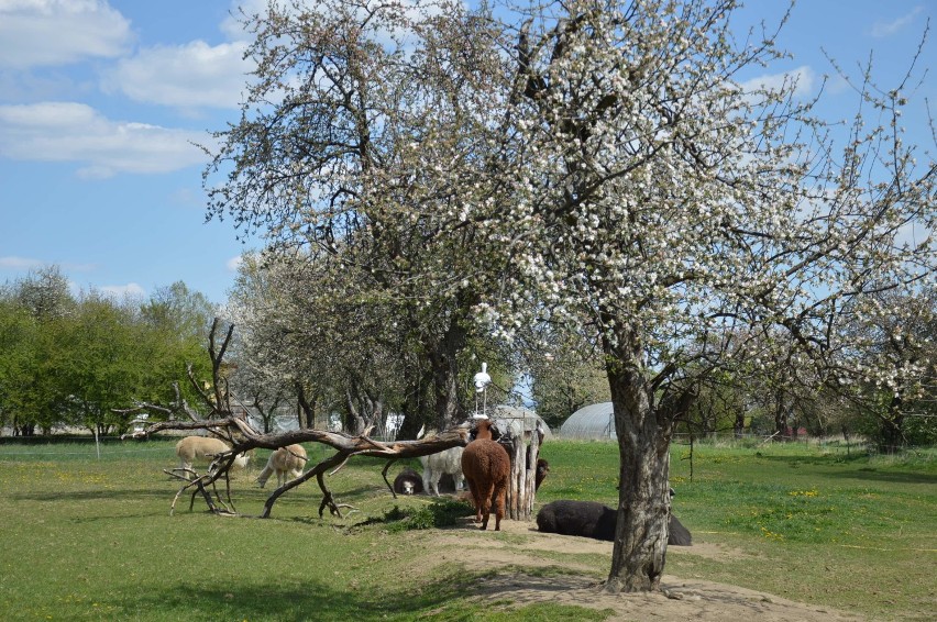 Czchów. Alpaki w Jaśkowym Sadzie na "kwarantannie", od ponad miesiąca nie ma turystów [ZDJĘCIA]