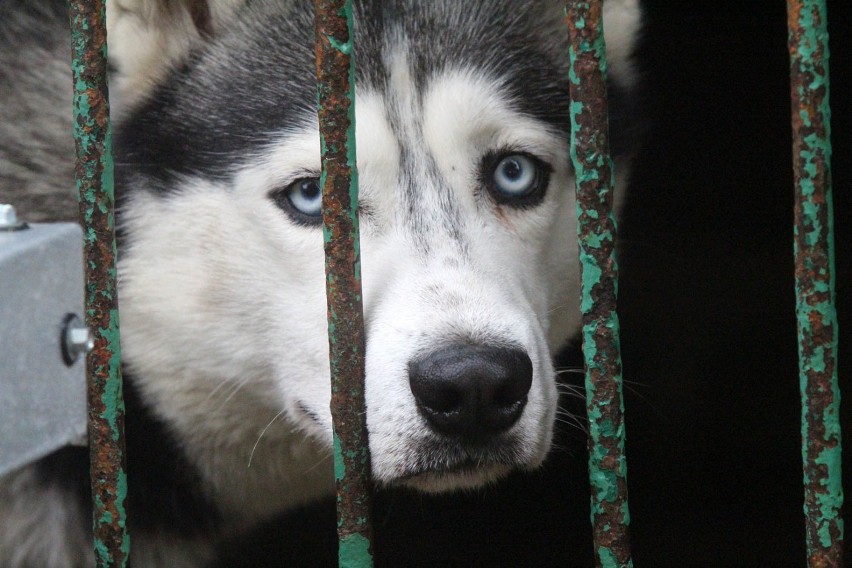 Legnica: Te psy czekają na adopcję w schronisku