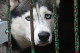 Legnica: Te psy czekają na adopcję w schronisku [ZDJĘCIA]