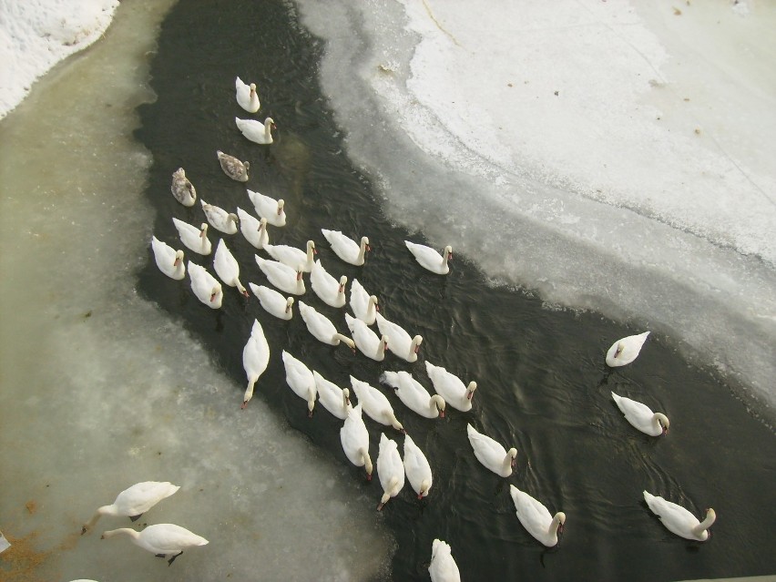 Bardo: setki łabędzi i kaczek uwięzione na rzece (ZDJĘCIA)