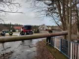 Ostrów Wielkopolski. Kilkadziesiąt interwencji strażaków w związku z usuwaniem skutków wichur [FOTO]