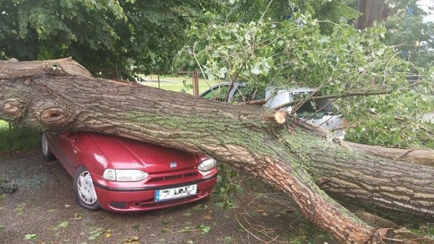 Puck: ul. Derdowskiego - drzewo spadło na samochody