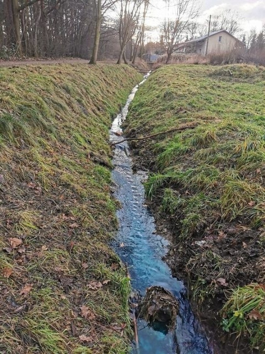 Zanieczyszczony kanał wodny w Borku Fałęckim