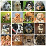 Top 50 najpopularniejszych imion dla psów oraz suczek 2021