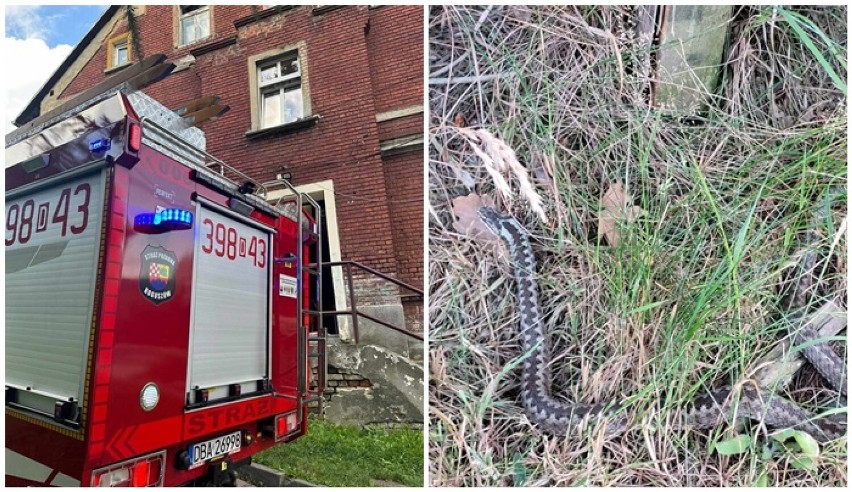 Żmija pełzała po podwórku pomiędzy budynkami mieszkalnymi w Boguszowie-Gorcach