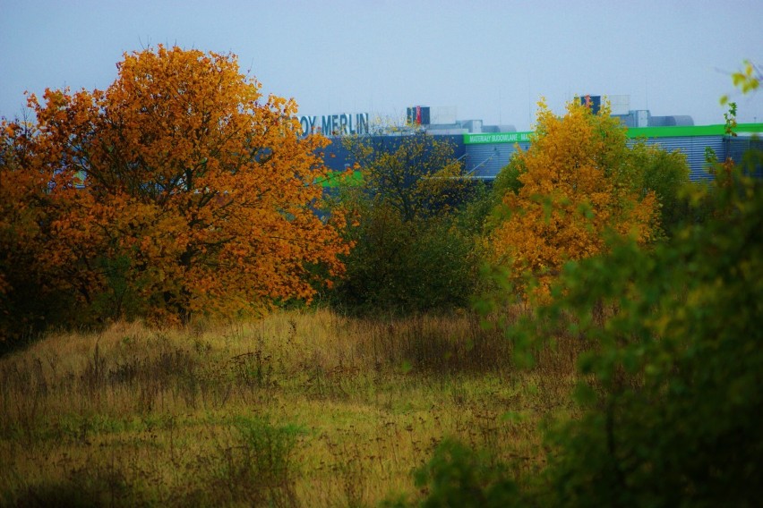 Jesień w Parku Solankowym w Inowrocławiu [zdjęcia]