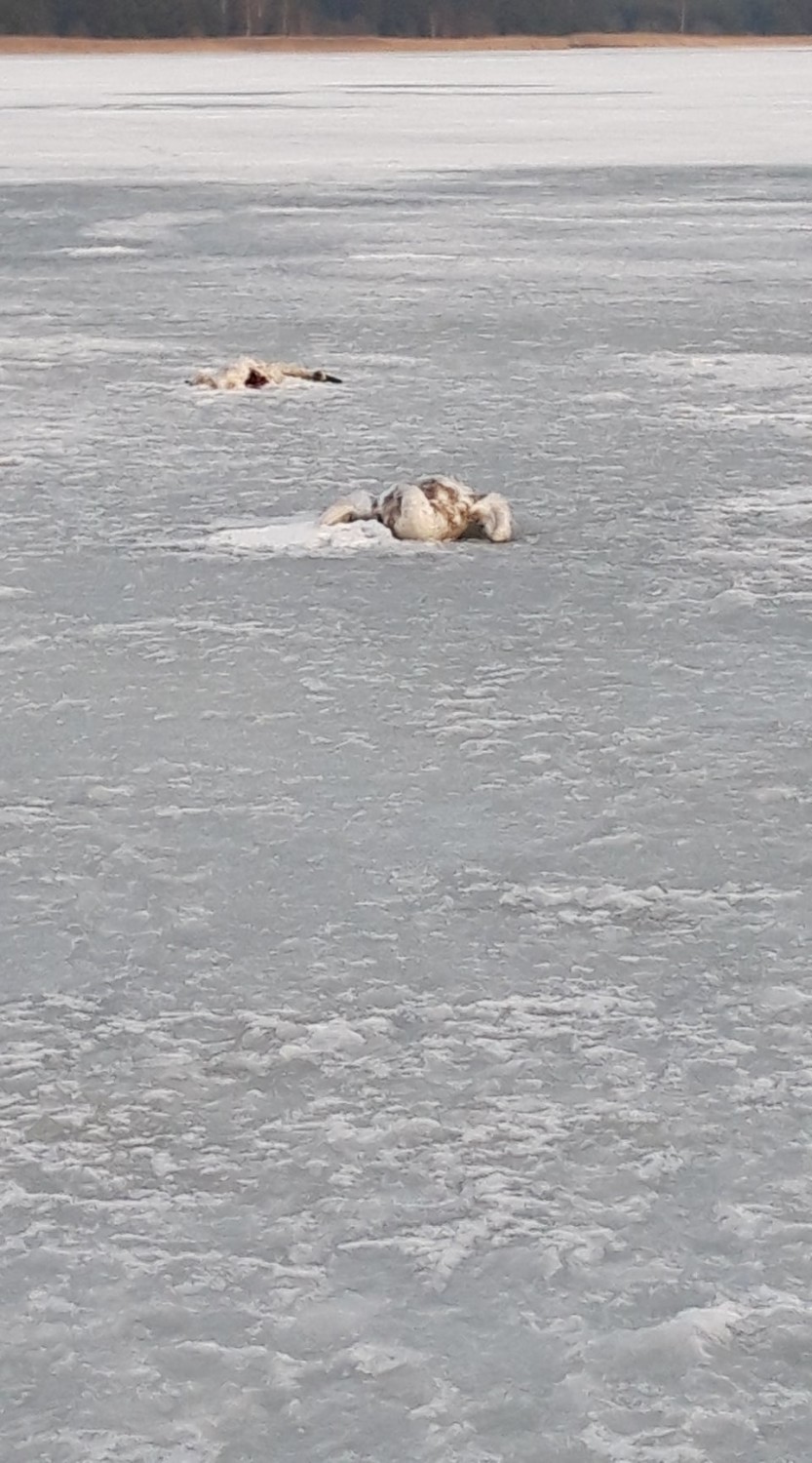 Ptasia grypa w powiecie puckim. Na Zatoce Puckiej łabędzie zamarzły w Swarzewie i Władysławowie. - To wirus A/H5N8 - mówią w Pucku | ZDJĘCIA