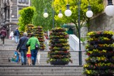 W Bielsku-Białej kwietne wieże i graby w donicach cieszą oko mieszkańców
