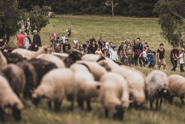 Tradycje pasterzy spod Szczelińca Wielkiego w Górach Stołowych już po raz drugi zostały zaprezentowane w gminie Radków podczas redyku pod nazwą "Skąd się bierze wełna?"