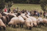 Gmina Radków: Redyk w Górach Stołowych. Zobacz skąd się wzięła wełna na ciepły sweter. Tradycje pasterskie