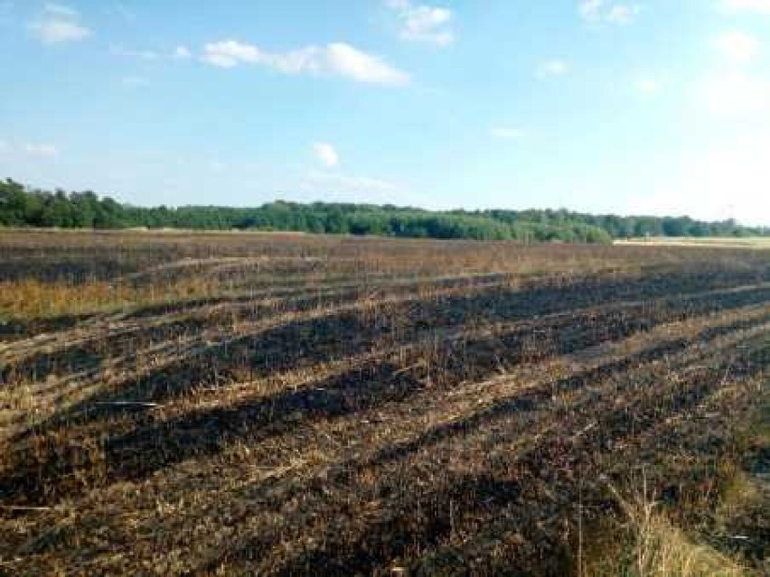 Pożar zboża na pniu w gminie Malechowo. W ogniu 5 hektarów [zdjęcia]