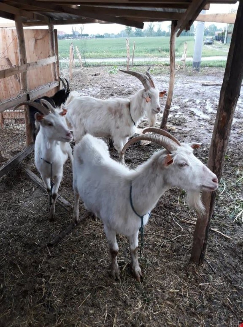 OTOZ Animals Kwidzyn szuka nowego domu dla kóz. "Stały w błocie, praktycznie bez dachu nad głową" [ZDJĘCIA]