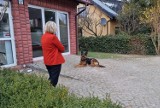 Kto podrzuca trutkę na podwórko w Pucku, którego pilnuje owczarek niemiecki? Kto i dlaczego chce śmierci zwierzęcia?