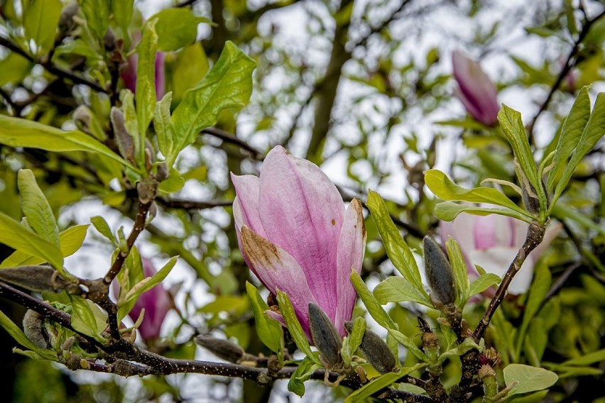 Szczawno-Zdrój: Kwitną magnolie i rododendrony