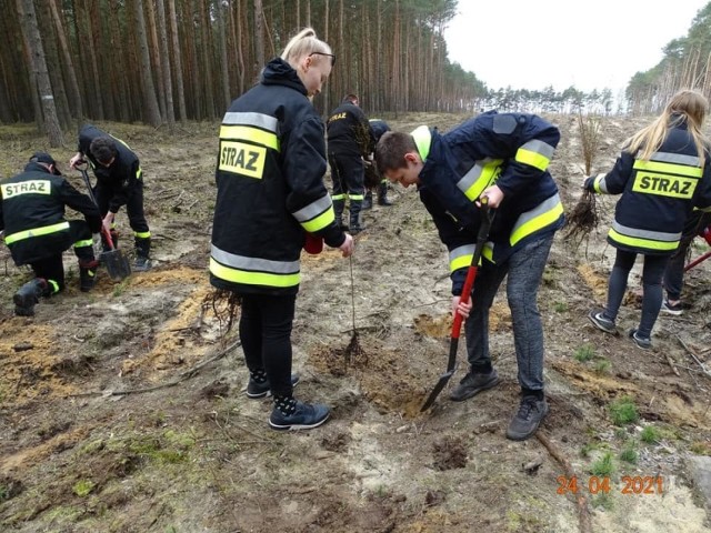 Posadzili 2000 drzew na 100-lecie Ochotniczych Straży Pożarnych