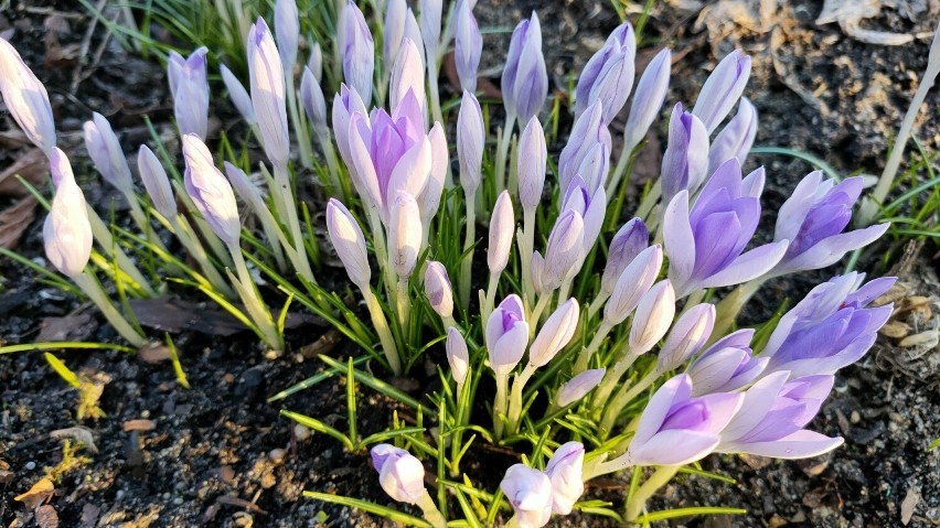 Pierwsze wiosenne kwiaty pojawiły się w ogródkach...