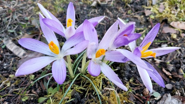 Pierwsze wiosenne kwiaty pojawiły się w ogródkach działkowych w Czeladzi 

Zobacz kolejne zdjęcia/plansze. Przesuwaj zdjęcia w prawo naciśnij strzałkę lub przycisk NASTĘPNE
