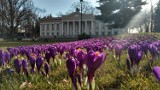 Wolsztyn: Wiosna w obiektywie naszych czytelników wygląda bajecznie