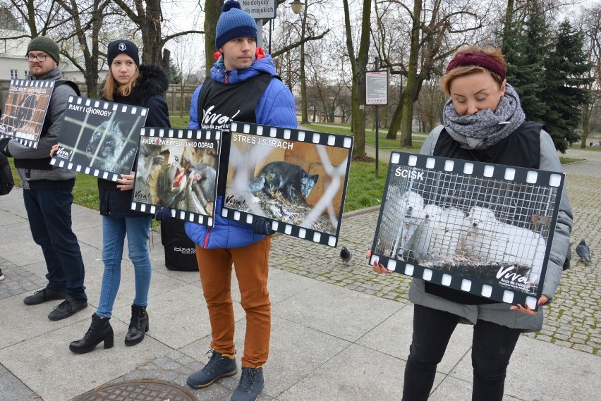 Protest Vivy w Piotrkowie przeciwko hodowli zwierząt...