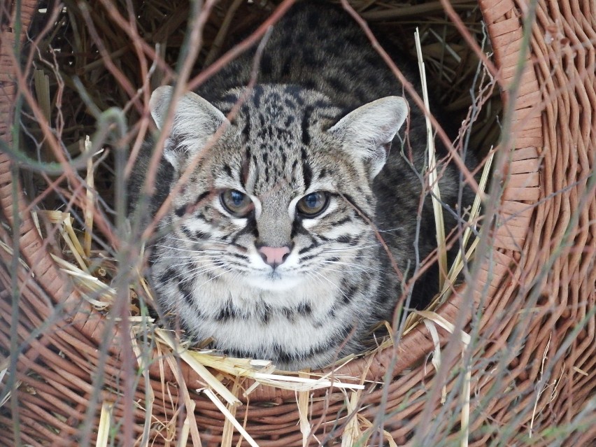 Zoo: Kot argentyński ma towarzyszkę