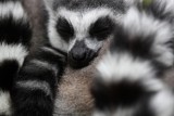 Wyspa dla Lemurów w toruńskim ogrodzie prawie gotowa [film]
