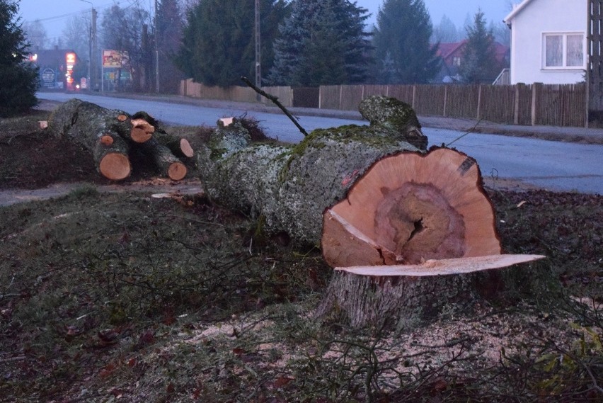 Drzewa, które były wizytówką Białowieży padły „ofiarą”...