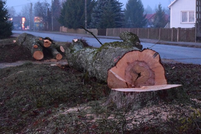 Drzewa, które były wizytówką Białowieży padły „ofiarą” wymogów technicznych, jakie obecnie obowiązują przy budowie drogi