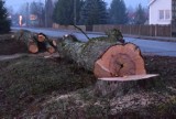 Wizytówka Białowieży bezpowrotnie zniszczona. Wycięto dorodne drzewa