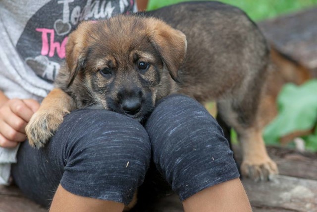 Ok. 3 miesięczna suczka do adopcji w jednym z domów tymczasowych. . 

Wraz z ośmiorgiem rodzeństwa i swoją matką trafiły pod opiekę Inspektoratu, dzięki zaangażowaniu Pani Asi, która od dłuższego już czasu zajmowała się psami. Wielokrotnie podejmowano próby "odłowienia" suczki, która żyła na terenie oczyszczalni ścieków w Świerzawie. 
To już drugi miot, który urodził się "na dziko", w norze. 
Pieski zostały odrobaczone, odpchlone i czekają na szczepienie. 
Już teraz polecają się do adopcji 