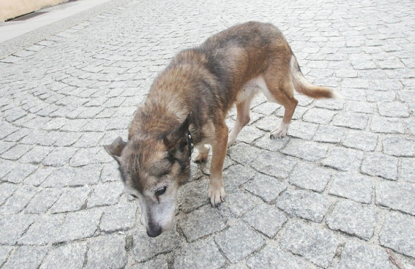 Kilkanaście godzin pies błąkał się po deptaku w Legnicy [ZDJĘCIA]