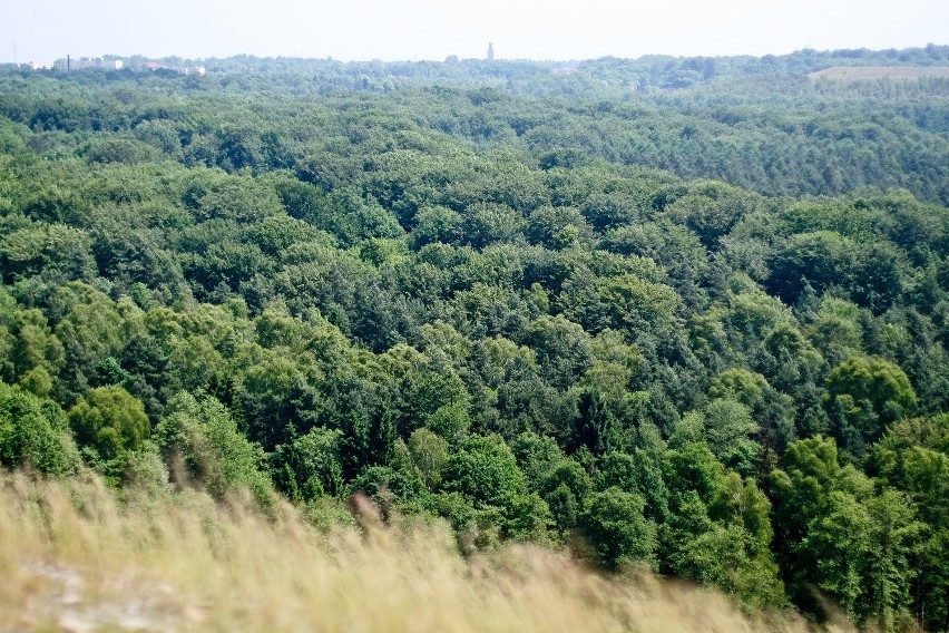 Zdjęcie zrobiliśmy na hałdzie w Kostuchnie. Owszem, widać...