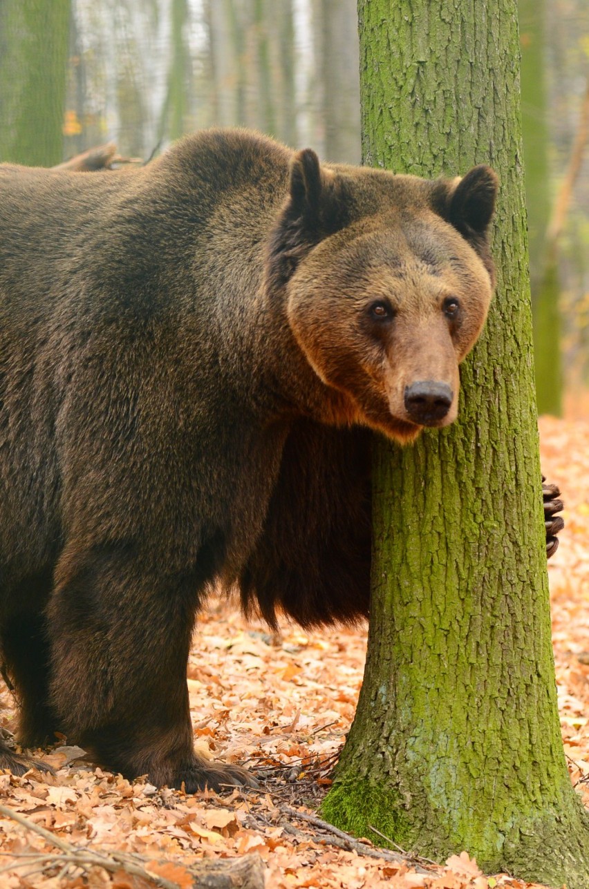 Zoo w Poznaniu: Borys - niedźwiedź wegetarianin