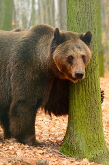 Zoo w Poznaniu: W ogrodzie mieszka niedźwiedź wegetarianin! [ZDJĘCIA]