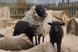 Wrocław: W sobotę zobacz w zoo, jak się strzyże owce