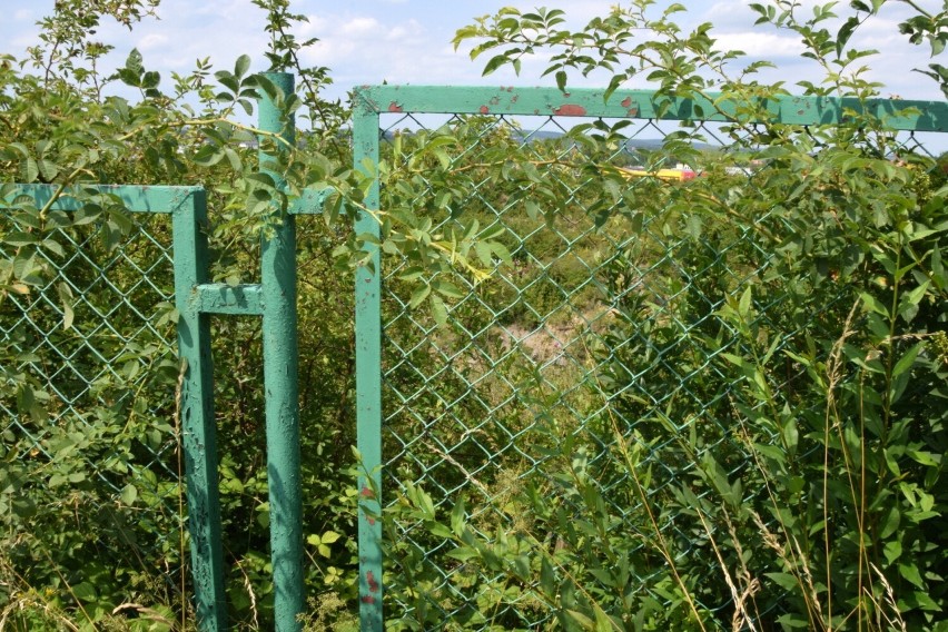 Atrakcja turystyczna w Kielcach zarosła chwastami. Tak teraz wygląda rezerwat Ślichowice