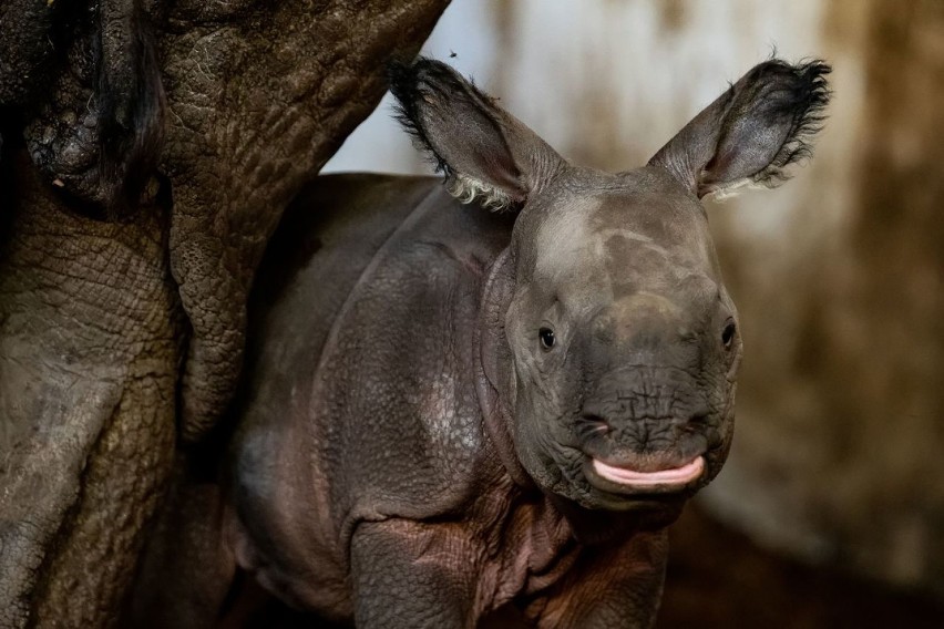 Nosorożec indyjski urodził się we Wrocławiu. Pierwszy raz w historii naszego zoo (ZDJĘCIA)